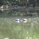Red Eared Sliders