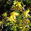 St. John's Wort
