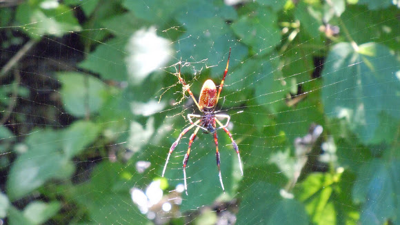 Spotting Image 1