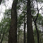 Eastern Hemlock - old growth