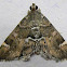 Spotted Beet Webworm Moth