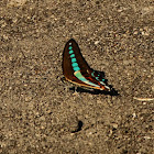 Bluebottle