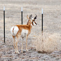 Pronghorn