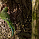 halsbandparkiet (Psittacula krameri)