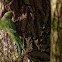 halsbandparkiet (Psittacula krameri)