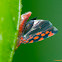 Sharpshooter Leafhopper