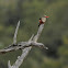 Gray-headed Kingfisher