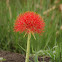 Scadoxus multiflorus (Blood Lily)