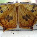 Thinopteryx crocoptera