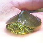 Northern Map Turtle