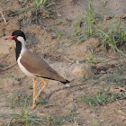 Red wattled lapwing