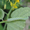 Tobacco Hornworm
