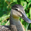 Mallard Duck (female)