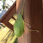 Green Crested Katydid