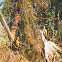 Woodpecker