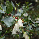 Patagua / Lily of the Valley tree