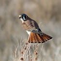 American Kestrel