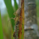 Lynx Spider
