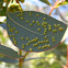 Leaf galls -psyllid