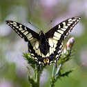 Anise Swallowtail