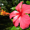 hibiscus