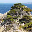 Monterey Cypress