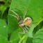 Crab Spider / Račji pauk