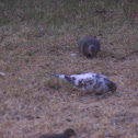 Mourning Dove (partially albino)