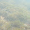 uncertain fish