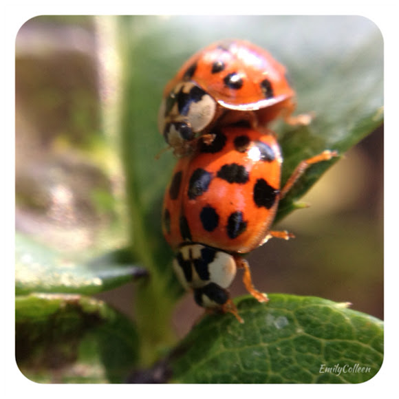 Spotting Image 1