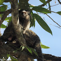 Wied's black-tufted-ear marmoset