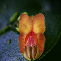 Lepanthes (orchid)