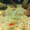 Red-bellied Piranha