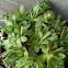 Hen & Chicks