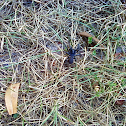 Spider - Trapdoor Spider