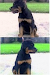 Preciosa Cachorra Rottweiler