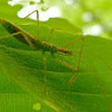 Assassin bug