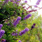 Anna's Humming Bird