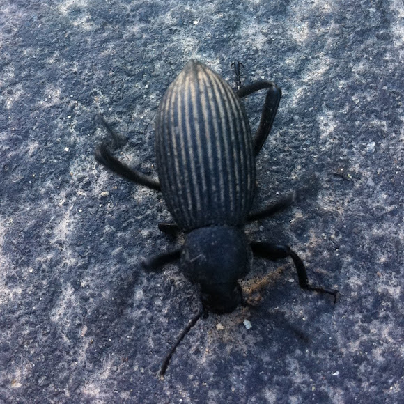 Spotting Image 1