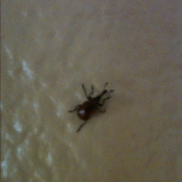 Spotting Image 1