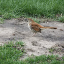 Brown Thrasher