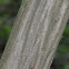 American hornbeam