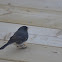 Dark eyed Junco