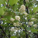 Chokecherry