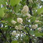 Chokecherry