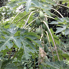 Papaya
