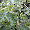 Papaya