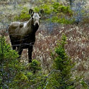 Moose