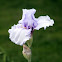 Bearded Iris 'Silverado'