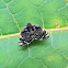 Ricaniid planthopper